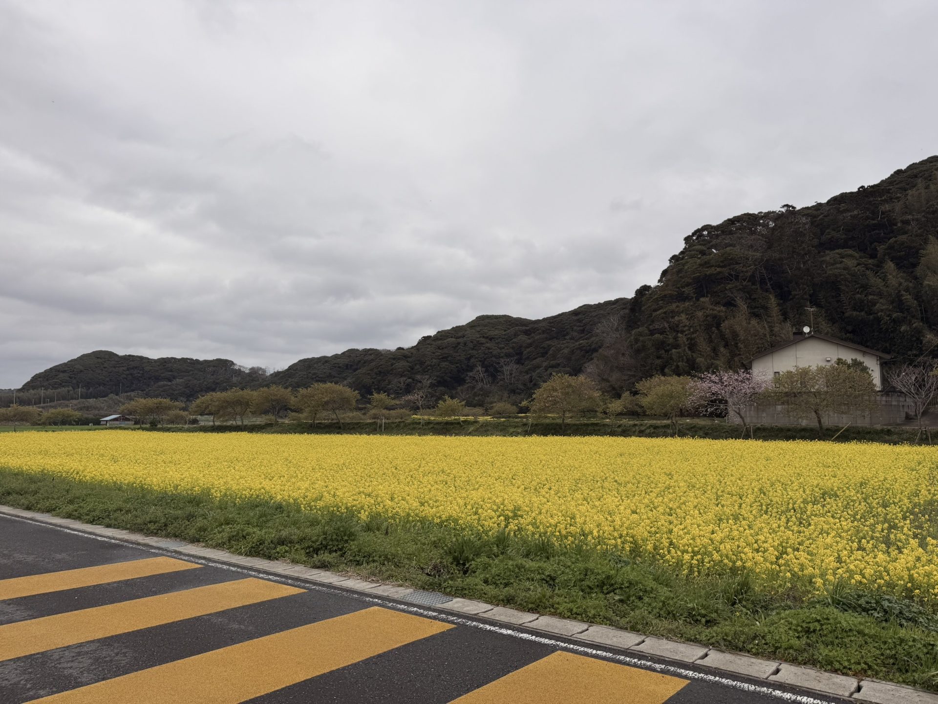 新年度、始まりました
